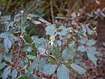 Click to see YP1010601.JPG