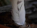 Click to see YP1020302.JPG