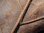 Click to see YP1020516.JPG