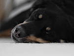 Click to see YP1020565_150mm.JPG