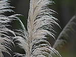Click to see YP1020592_150mm.JPG