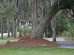 Click to see YP1020596_150mm.JPG