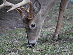 Click to see YP1020608_50-200mm.JPG