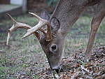 Click to see YP1020615_50-200mm.JPG