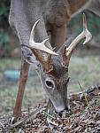 Click to see YP1020616_50-200mm.JPG