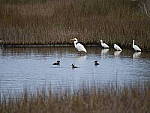 Click to see YP1020617_50-200mm.JPG