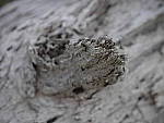 Click to see YP1020636_50-200mm.JPG