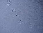 Click to see YP1130537.JPG
