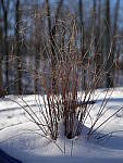 Click to see YP1130539_12-35mm.JPG