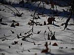 Click to see YP1130547_75-300mm.JPG