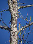Click to see YP1130549_75-300mm.JPG