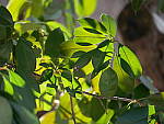 Click to see YP1130555.JPG