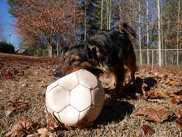 Panasonic GM1 Review -- gallery sample image