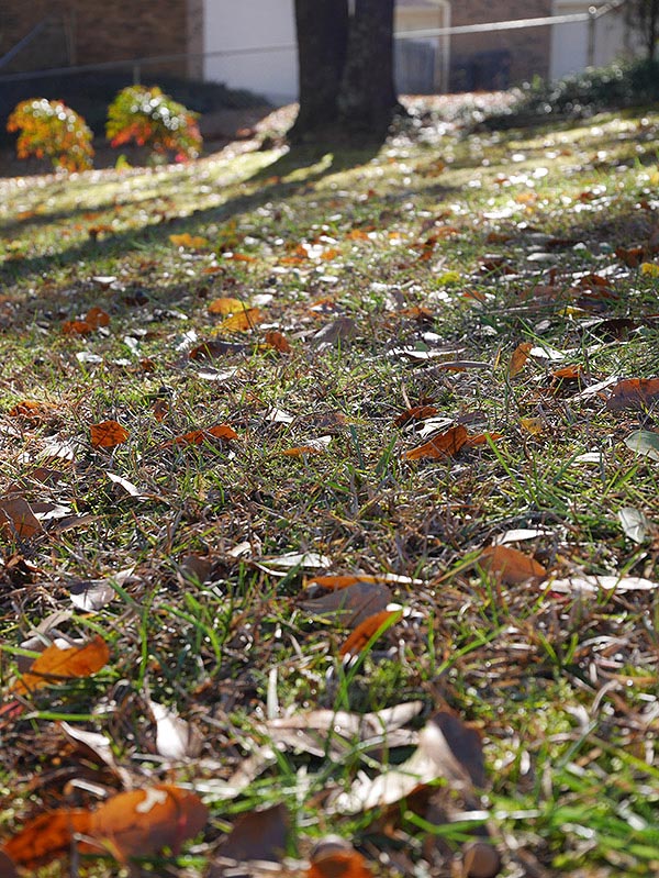 Panasonic GM1 Review -- gallery sample image