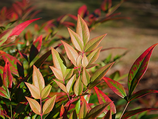 Panasonic GM1 Review -- gallery sample image