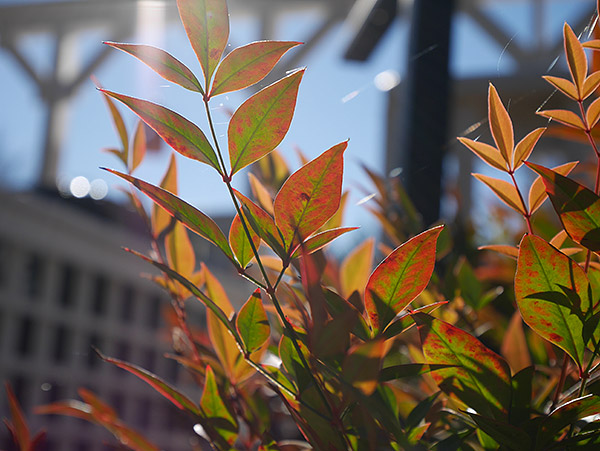 Panasonic GM1 Review -- gallery sample image