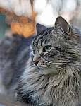 Click to see YC-42mm-70840-edit.JPG
