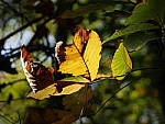 Click to see YP1030072.JPG