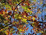Click to see YP1030074.JPG