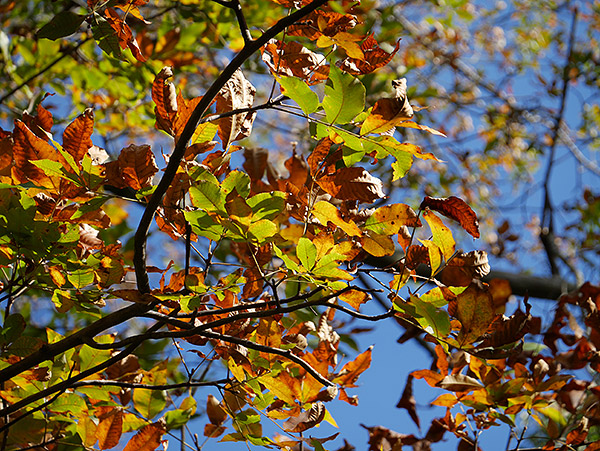 Panasonic GM5 Review -- gallery image