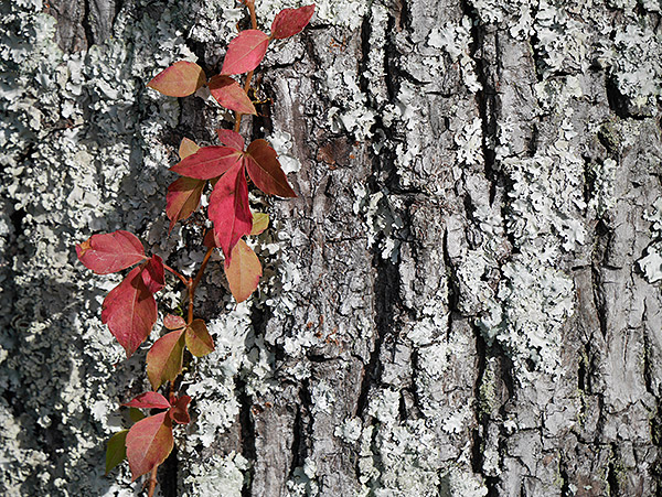 Panasonic GM5 Review -- gallery image
