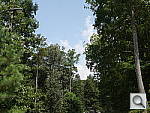 Click to see GX7PINE.JPG