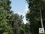 Click to see GX7PINE_ACRu350r03.JPG