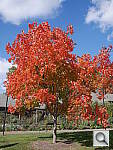 Click to see YP1080903.JPG