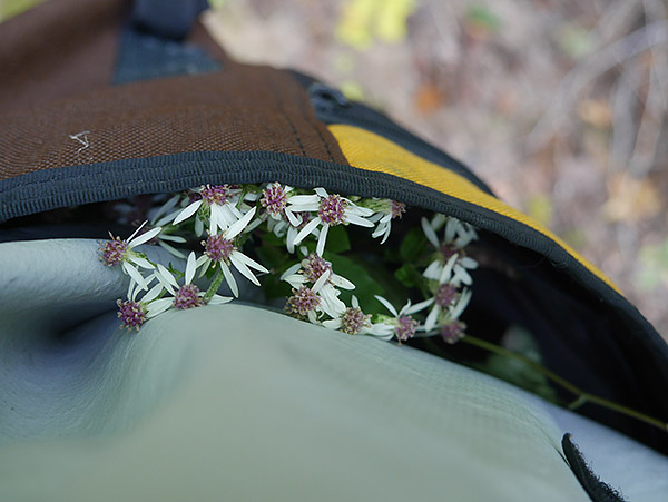 Panasonic GX7 Review - Sample Image