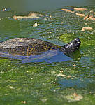 Click to see Y_100-400-a0068-edit.JPG