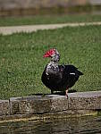 Click to see Y_100-400-a0083.JPG