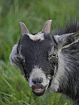 Click to see Y_100-400-a0930.JPG
