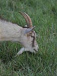Click to see Y_100-400-a0935.JPG