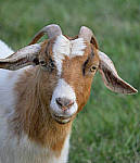 Click to see Y_100-400-a0944-edit.JPG