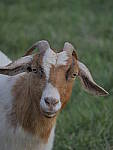 Click to see Y_100-400-a0944.JPG