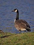 Click to see Y_100-400-b0702.JPG