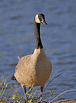 Click to see Y_100-400-b0704-EDIT.JPG