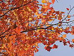 Click to see Y_1030413.JPG