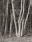 Click to see Y_1050117-PS-Mono.JPG