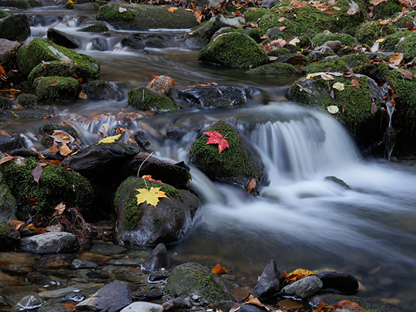 Panasonic GX8 Field Test -- Gallery Image