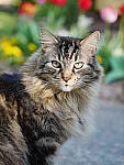 Click to see YC-SGM-60mm-0044.JPG