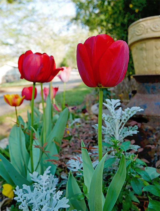 Panasonic GX85 Review - Sample Image