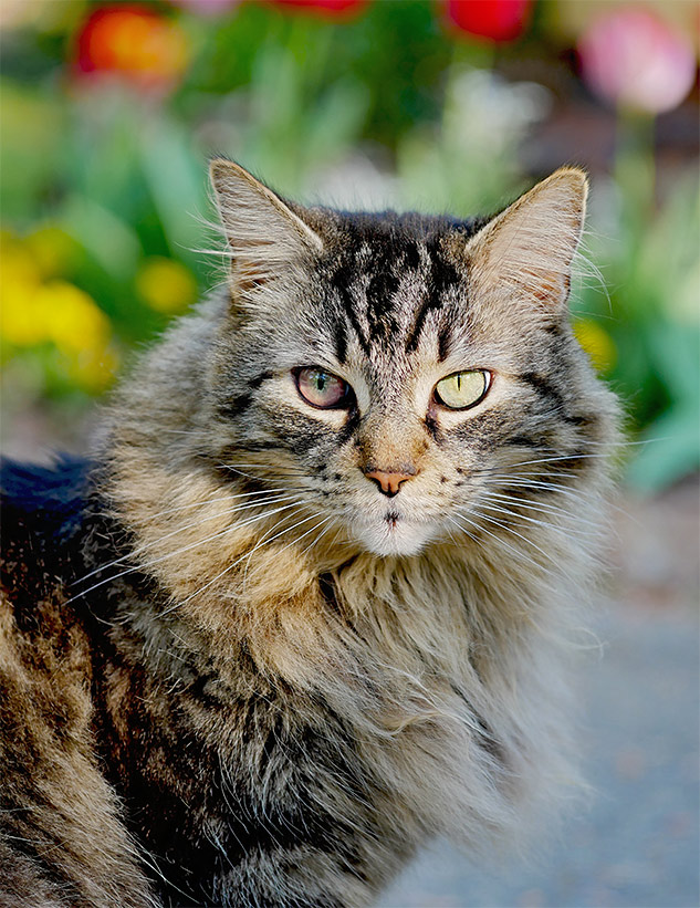 Panasonic GX85 Review - Sample Image