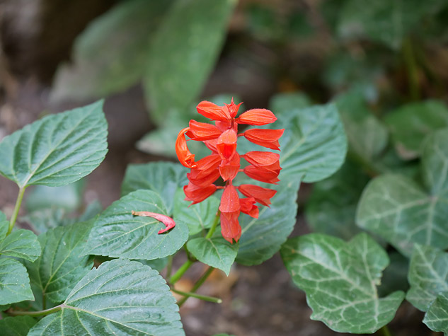 Panasonic GX85 sample image