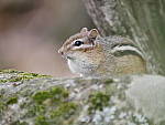 Click to see Y_1020201.JPG