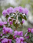 Click to see Y_1020226.JPG