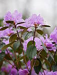 Click to see Y_1020229.JPG