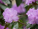 Click to see Y_1020238.JPG
