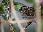 Click to see Y_1020270-AF.JPG
