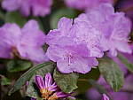 Click to see Y_1020276.JPG